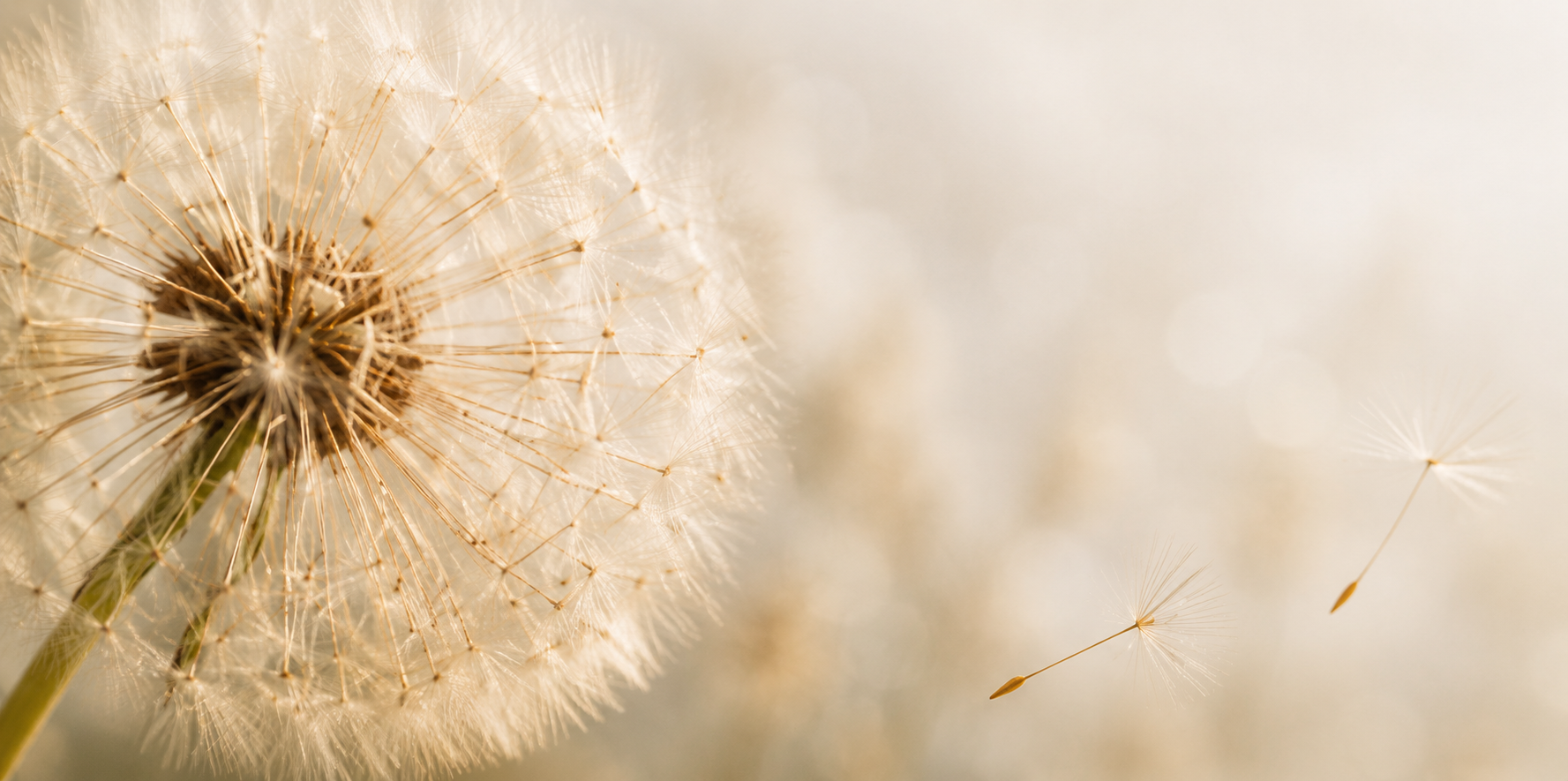 Pusteblume Hintergrund